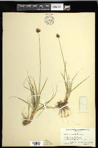 Carex haydeniana image