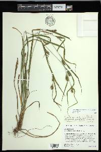 Carex grisea image