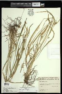 Carex grisea image