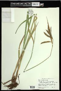 Carex gynandra image