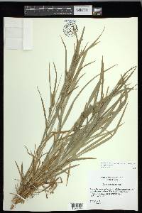 Carex grisea image