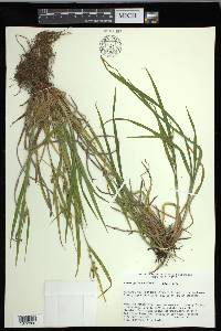 Carex grisea image