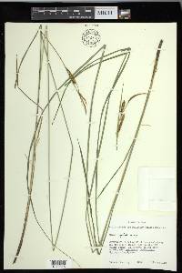 Carex haydenii image