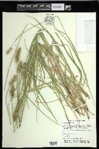 Carex gravida image