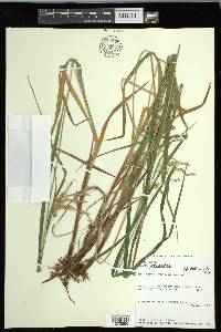 Carex gynandra image