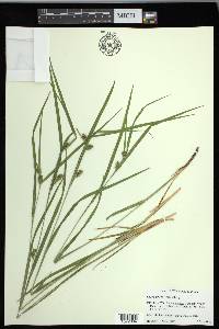 Carex grisea image