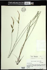 Carex haydenii image