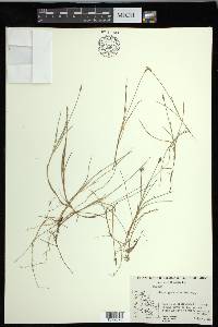 Carex gynocrates image