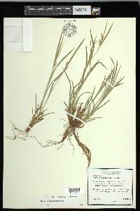 Carex grisea image