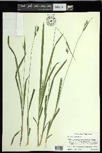 Carex hirtifolia image