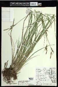 Carex haydenii image