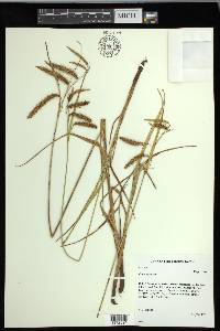 Carex gynandra image