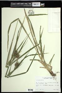 Carex grayi image