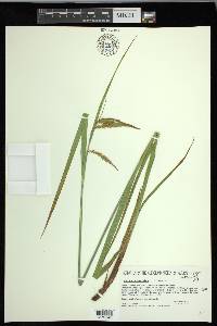 Carex gynandra image