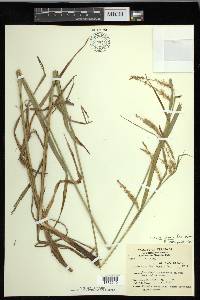 Carex gynandra image