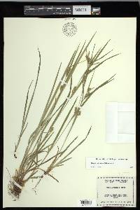 Carex grisea image