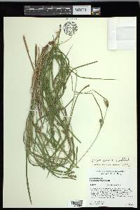 Carex grisea image