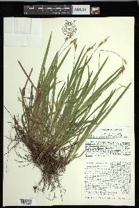 Carex hirtifolia image