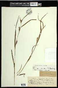 Carex grisea image