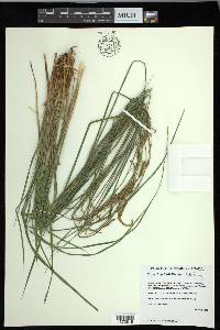 Carex haydenii image