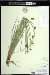 Carex harfordii image