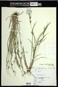 Carex grisea image