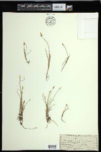 Carex gynocrates image