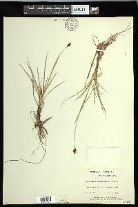 Carex holostoma image