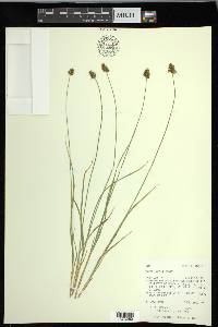 Carex hoodii image