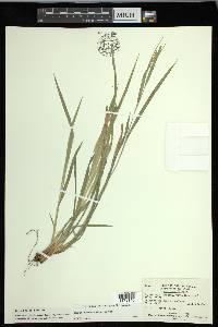 Carex hitchcockiana image