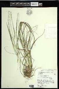 Carex impressinervia image