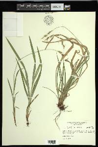 Carex hirtifolia image