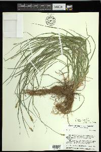 Carex hoodii image