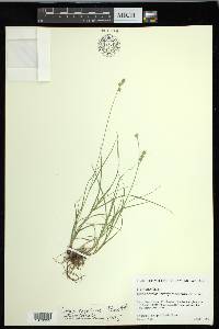 Carex hyalina image