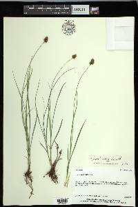 Carex hoodii image