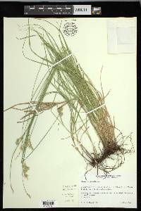 Carex hyalina image