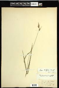 Carex hirtifolia image