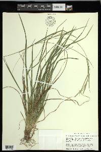 Carex impressinervia image