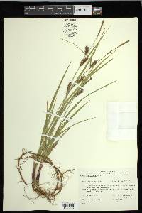 Carex houghtoniana image