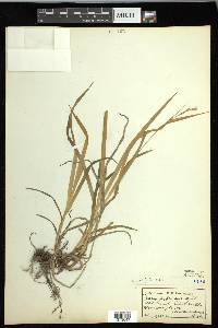 Carex hirtifolia image