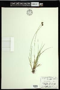 Carex illota image