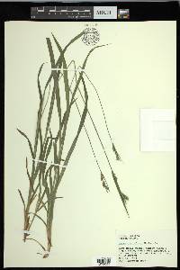 Carex hirtifolia image