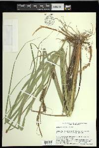 Carex hyalinolepis image