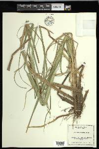 Carex hyalinolepis image