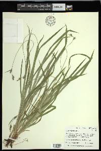 Carex hirtifolia image