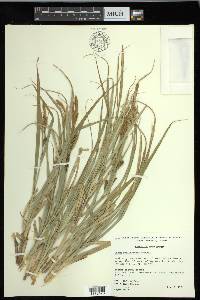 Carex hyalinolepis image