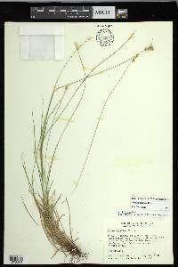 Carex hyalina image