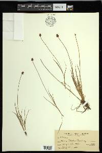 Carex illota image