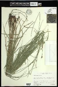 Carex hyalina image