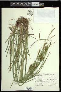 Carex houghtoniana image